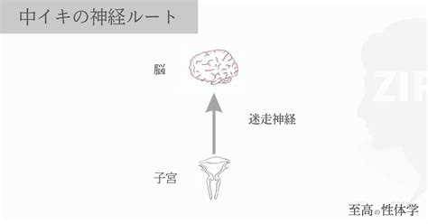 中イキ意味|脳イキの仕組みを徹底解説してみた！〜体の仕組みと。